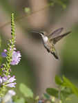 Ruby Throated Hummingbird 5411